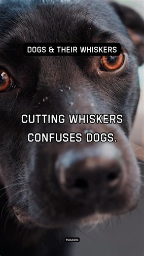 Cutting whiskers confuses dogs. It disrupts spatial awareness.