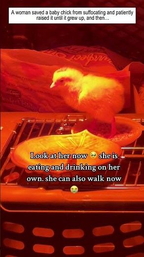 A woman saved a baby chick from suffocating and patiently raised it until it grew up, and then…