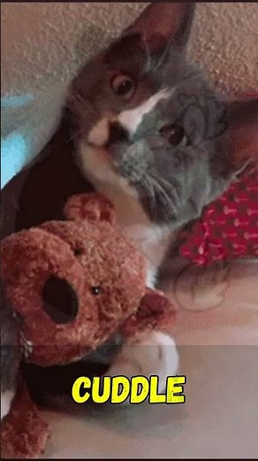 Word of the Day 164 - Cuddle