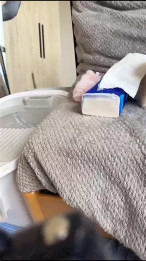 dgvdri (@dgvdri)’s videos with Fun Fun Fun Fun Fun Fun - Parry Gripp