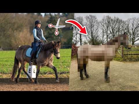 Goed nieuws van de dierenarts = meteen die vacht eraf! ❄️ Feline Fauve