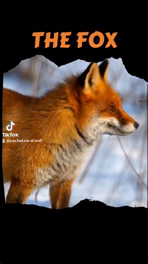 83 reactions · 38 shares | Lessons from the Fox. Foxes hold various...