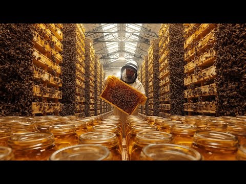 HARVESTING HONEY: Giant Bee Farm Raising Billions of Bees and Processing Huge Honey Volumes