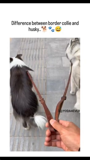 @crazy_trends08 on Instagram: "This instagram 30-second video captures a Border Collie calmly herding a playful Siberian Husky on a leash, exemplifying the Collie's instinctive work ethic versus the Husky's independent energy. Shared by @Yoda4ever , an account dedicated to uplifting animal footage, the post amassed 40,000 likes and 1.3 million views within 24 hours, fueling humorous replies on breed stereotypes. Aligning with Stanley Coren's canine intelligence rankings—Border Collies at #1 for