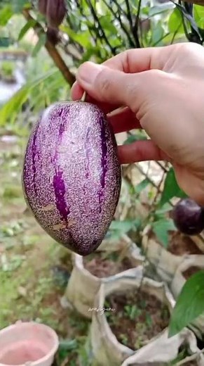 Pepino fruit #gardening #freshfruit #rareanduniquefruit #fruit