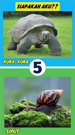 Tebak Gambar Ini, Banyak yang Salah Jawab! 🐢🤔 #shorts #sehar