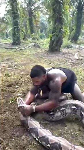Man VS Python Fight #python #youtubeshorts #facts #animals #shorts