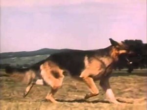 The German Shepherd Dog - Anatomy and movement