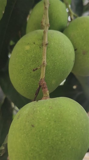 practice of simple present tense with mango #learnenglish #spokenenglish #dailyenglish