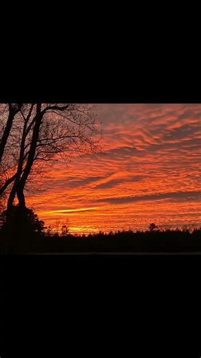 Running buck up till sunset#hunting#deerhuntingwithdogs#deerhunting#bucks#deer#deerseason#outdoors