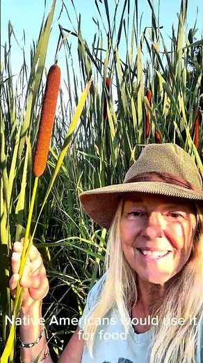 Cattails: The Grocery of the Swamp 🥗