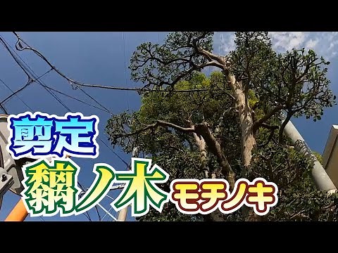 【植木】モチノキの剪定【やきち流】