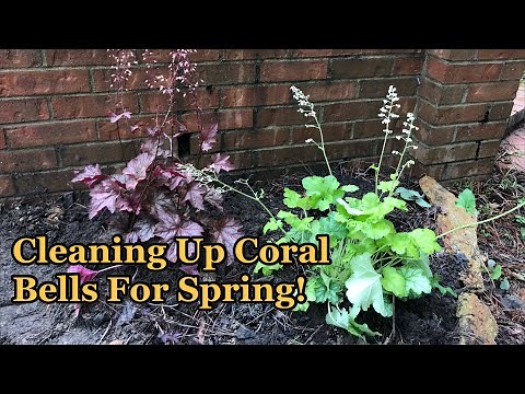 Spring Clean Up of Coral Bells (Heuchera) - How To Trim Coral Bells for New Growth!