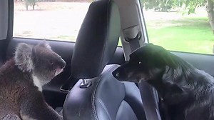 83K views · 845 reactions | Cool as a c̶u̶c̶u̶m̶b̶e̶r̶ koala  | The Sydney Morning Herald | Facebook