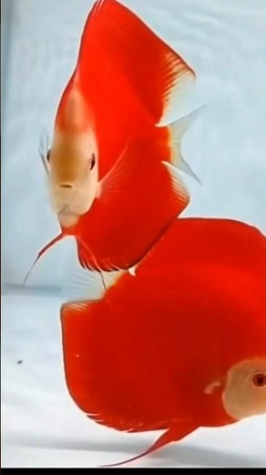 Discus fish🥰😍🤩#fish #aquarium #fishing #pet