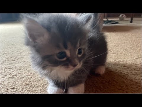 Live streaming on Roblox talk can tell me what to play