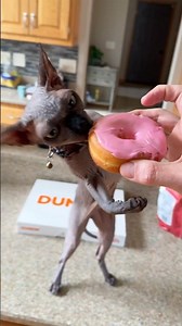 Sphynx Cat Loves Eating Donuts #cat #donuts