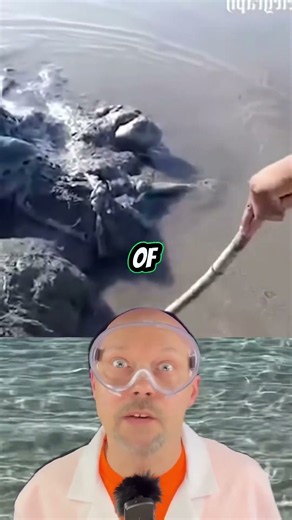 Cosas más extrañas que la gente ha encontrado en la playa