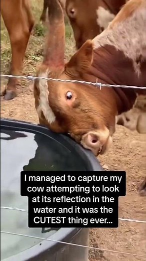 The cow are so dramatic 🐮#animals #funny #funnyanimals #behavior #fyp #viral#usa #usa🇺🇸