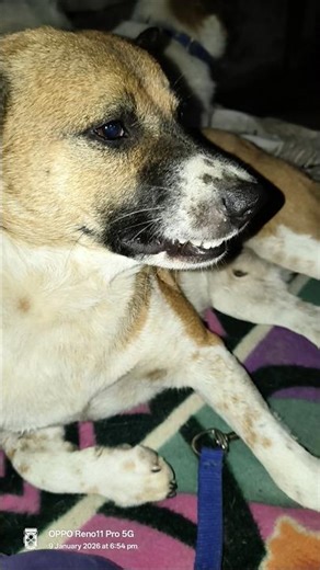 moye moye #youtubeshorts #shorts #funny #dog #pets