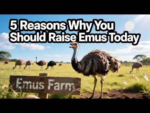 5 Reasons Why You Should Raise Emus Today