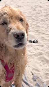 Just a princess at the beach 💅😂 Daisy prefers to lounge around with the humans and stay dry (but it’s also because we have all the snacks 🤔) | Daisythegoldiee