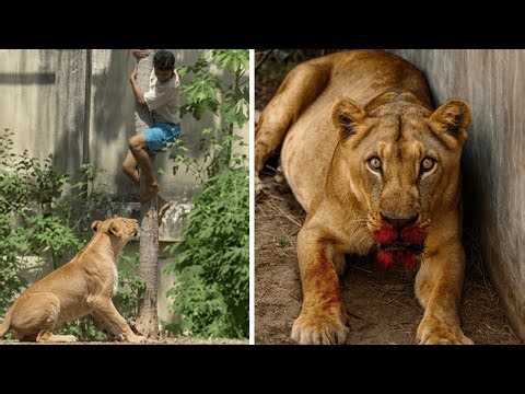 Man In a Fit of Rage Invades Lion's Cage at The Zoo and is Eaten Alive