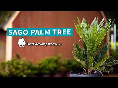Sago Palm Tree | FastGrowingTrees.com