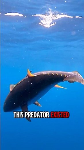 Shark Expert Reveals TOP Classification Secrets