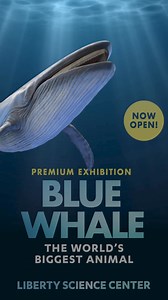 Discover the biggest animal on Earth at Liberty Science Center. Get tickets now | Liberty Science Center