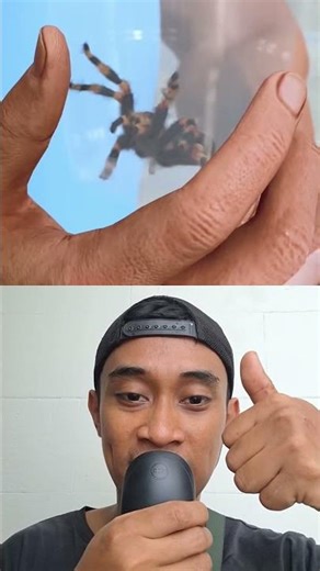 spider catching tutorial "poisonous spider #reaction #science #spider #tarantula #insects