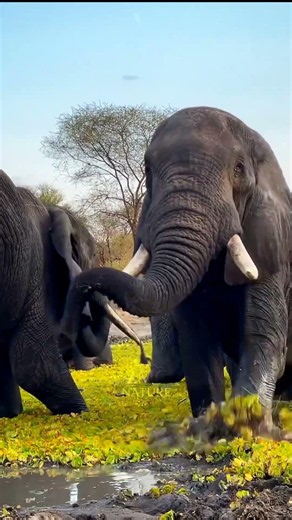 5 Animal Facts That Sound Fake… But Are Actually True 😱@zmgnature