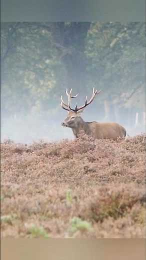 🦌 Massive Red Deer Roar! Incredible Wildlife Moment #Shorts #Nature #Hunting #