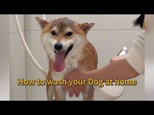 How to wash your Dog at home | Step by step for beginners