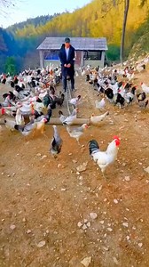 9.6K views · 105 reactions | Three years ago, I was such a flying chicken. Self-breeding and self-raising. Chicken Farme | Wild BIRDS | Facebook