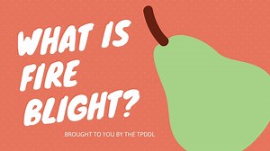 Howdy TPDDL fans and happy WHAT Wednesday! This week we are talking about a pathogen you should be on the lookout for right around this time of year. Today we answer the question, WHAT is Fire Blight? -HA #txplantclinic #tpddl #fireblight #pear #shepherdshook You can also read our publication here: https://bit.ly/2KLNlkY | Texas Plant Disease Diagnostic Lab