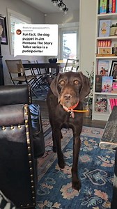 Fascinating Pudelpointer lore lol #pudelpointer #Huntingdog | Abby Jimenez