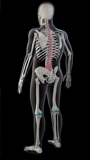 Multifidus muscles on whole human body