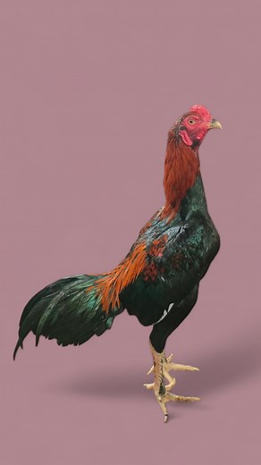 Evolusi Ayam: Kompilasi Video Lucu Ayam Bangkok Super