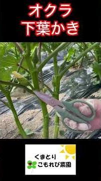 Pruning Okra Leaves: Focusing on the Main Stem! #LifeWithFarming #VegetableGarden #Agriculture