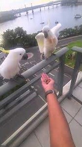 feeding 5-6 cockatoos that came to my balcony #birds #cockatoo #cute