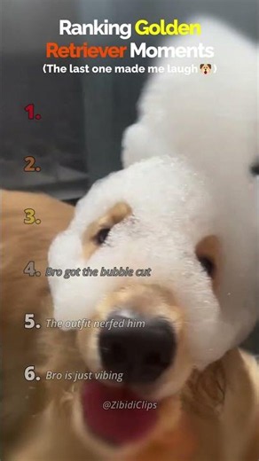 Ranking Golden Retriever Moments🐶