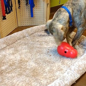 48 reactions · 11 shares | Reggie loves enrichment time! His mind stays curious and his nose stays busy at Paws4ever while he waits for that special someone to adopt him. | Paws4ever | Facebook