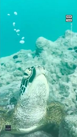 Adorable Seat Turtle Blows Bubbles Underwater 🐢💚