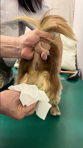 ① Squeezing the anal glands of Sera, a 9-year-8-month-old miniature dachshund