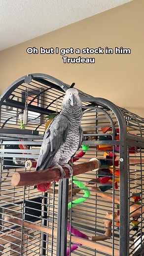 Hilarious Talking Parrot Takes Over the Conversation