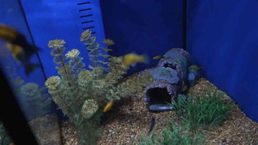 Building a jungle exhibit for poison dart frogs - what transforms the space