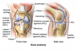 The Anterior Cruciate Ligament (ACL) and Sports Injuries