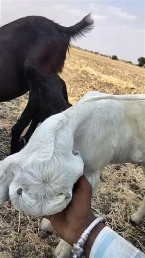 25 मार्च 2026