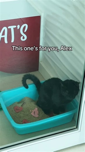 Rhode Island SPCA on Instagram: "Fill a litter box with your ex’s name for $5 (per heart) during our Rapid Revenge flash sale! 💔 TODAY ONLY! Donate $5 to our Love Stinks💩 campaign to help support the care of all our cats and kittens and feel the cat’heart’sis you have needed all year! Submit names at the link in our bio!"